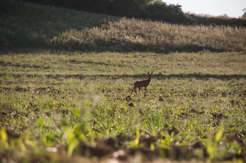 קולה ואל ד'אלזה Agriturismo La Pieve מראה חיצוני תמונה